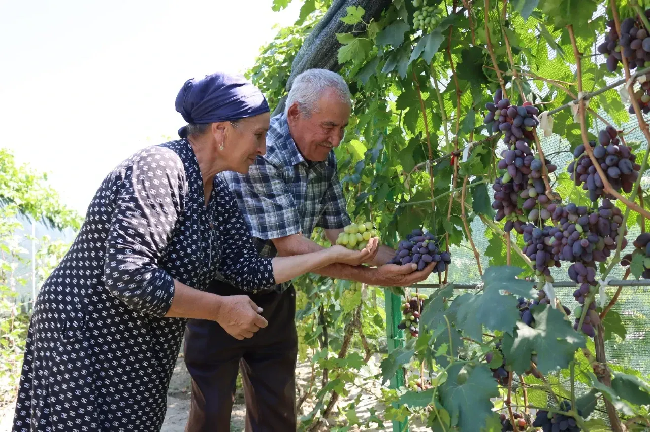 AİLE & YAŞAM Şarapta kullanılamayan sofralık üzüm! Kalbe iyi geliyor, şeker yok! Cildi pürüzsüz hale getiriyor! Haberi okurken bir hususa dikkat!