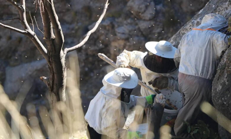 Hakkari’de Kaya Balı Hasadı Yapıldı