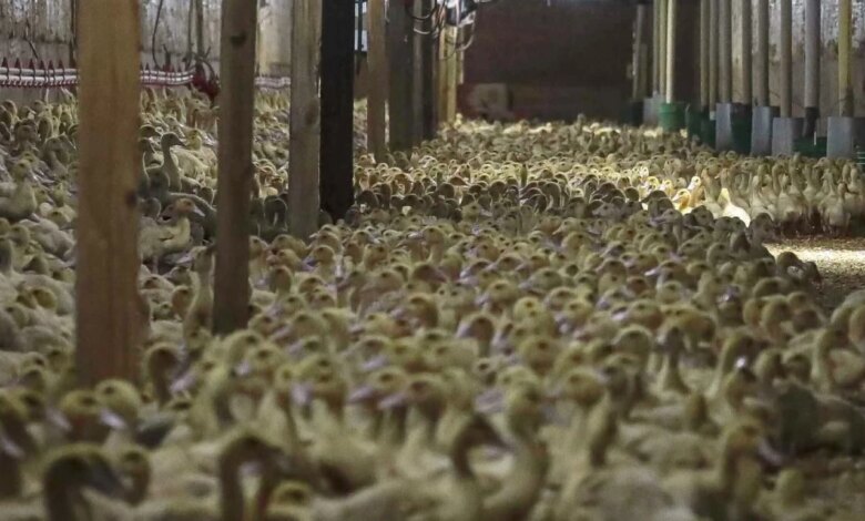 Almanya’da Kuş Gribi Nedeniyle 400 Bin Hayvan İtlaf Edildi Almanya’da Kuş Gribi Nedeniyle 400 Bin Hayvan İtlaf Edildi