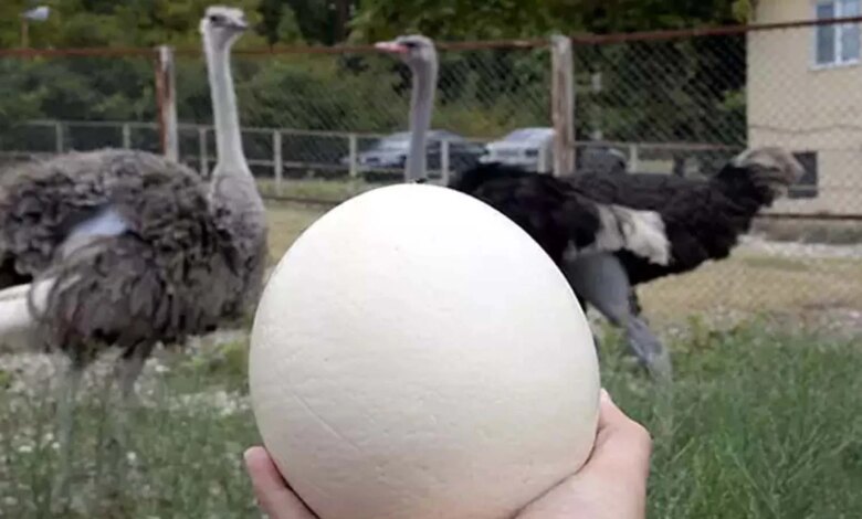 Köyünde Deve Kuşu Yetiştiriyor, Üretim Hedefliyor Köyünde Deve Kuşu Yetiştiriyor, Üretim Hedefliyor